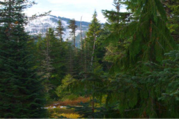 View of Collins Lake and the Skibowl slopes 