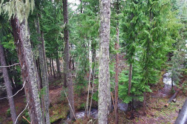 Creekside View from Private Patio