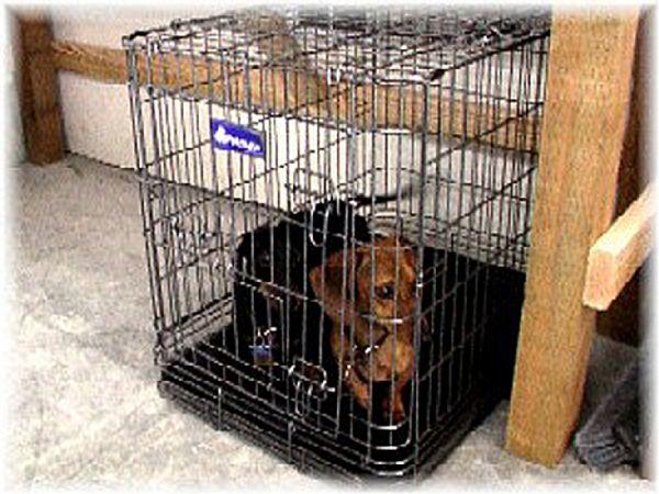 Available Kennel for Pets
