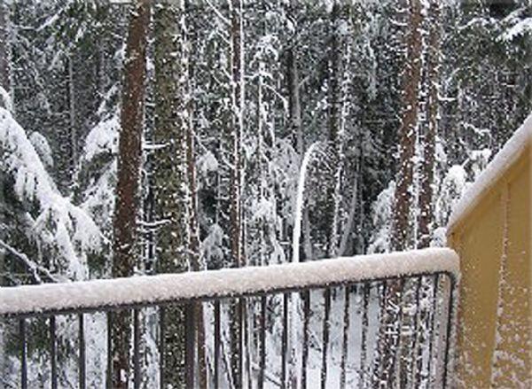 Winter View from Patio