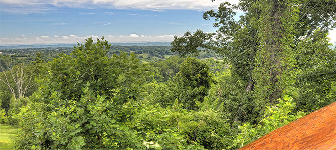 Bear Cub Den | Photo 190