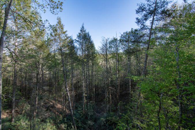 Out on a Limb TREEHOUSE | Photo 180
