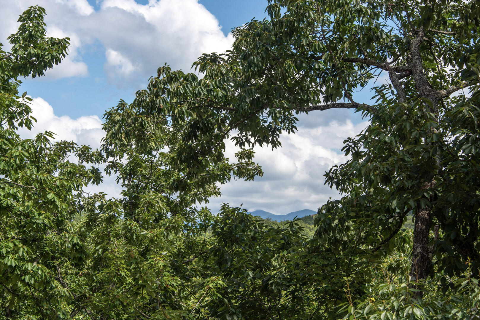 Beary Nice to Meet You! | Photo 510