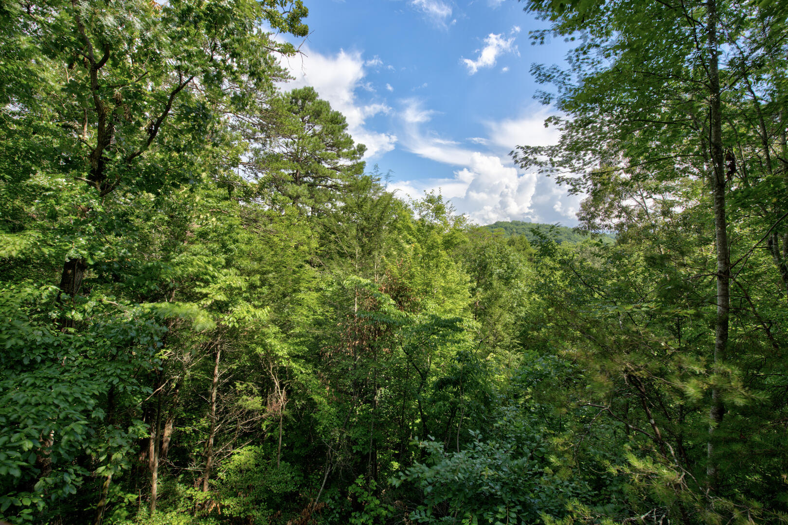 LeConte Lookout | Photo 28