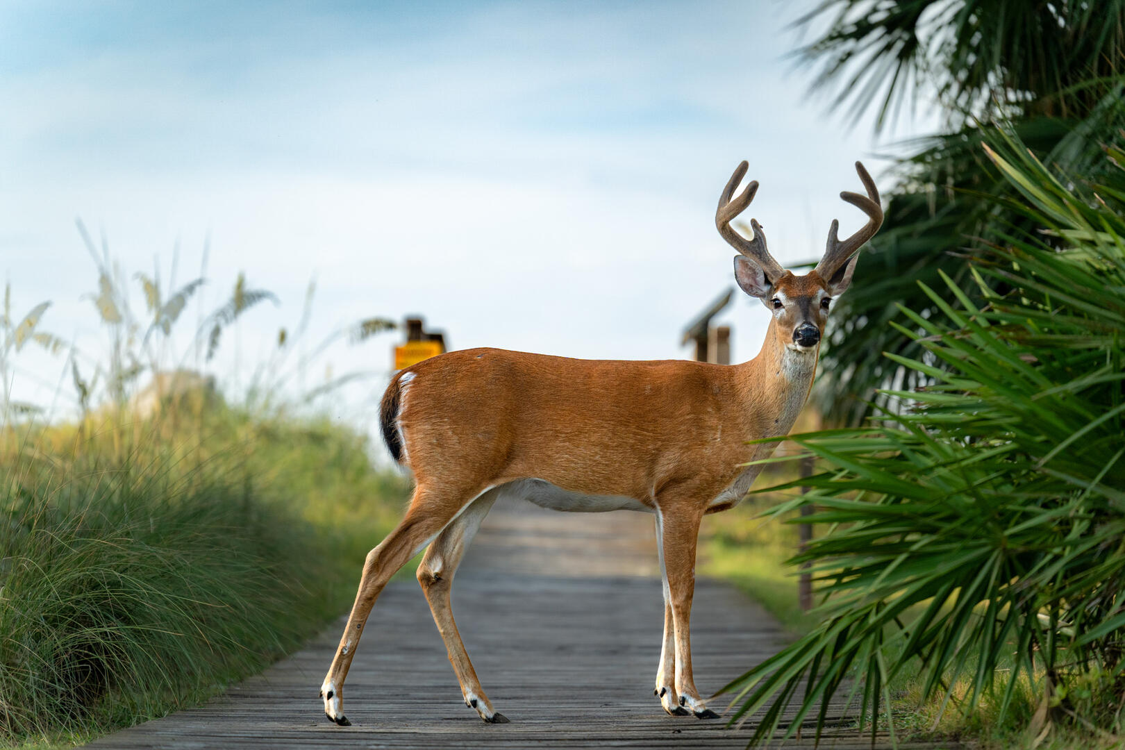 712 Sea Dragon | Photo 73