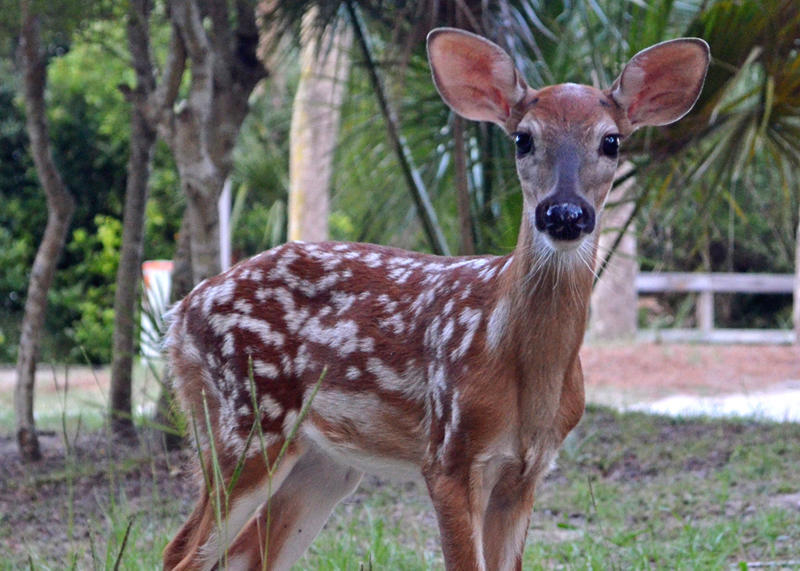 864 Sabal | Photo 36