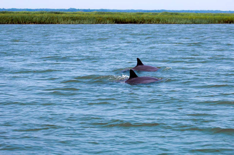 559 Remora | Photo 36