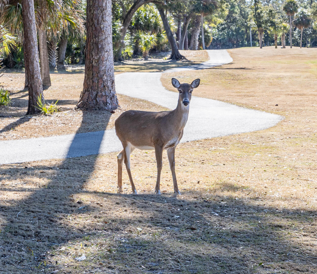 37 Davis Love Dr | Photo 39