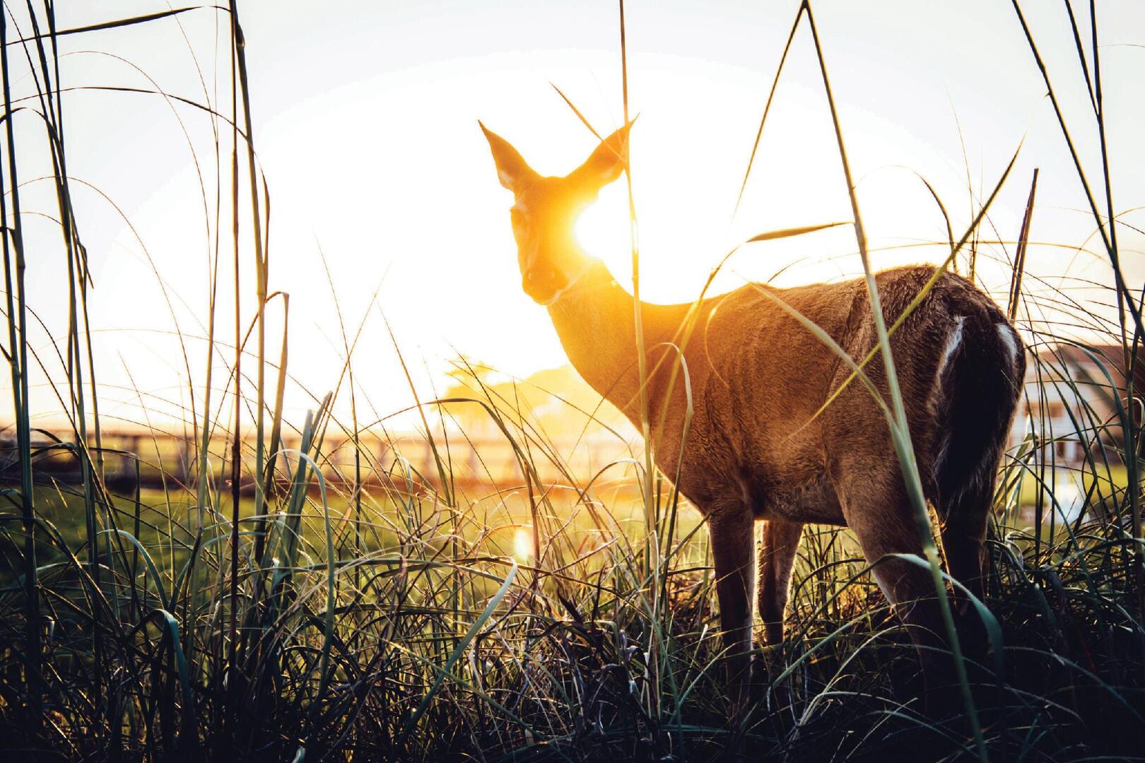 37 Davis Love Dr | Photo 76