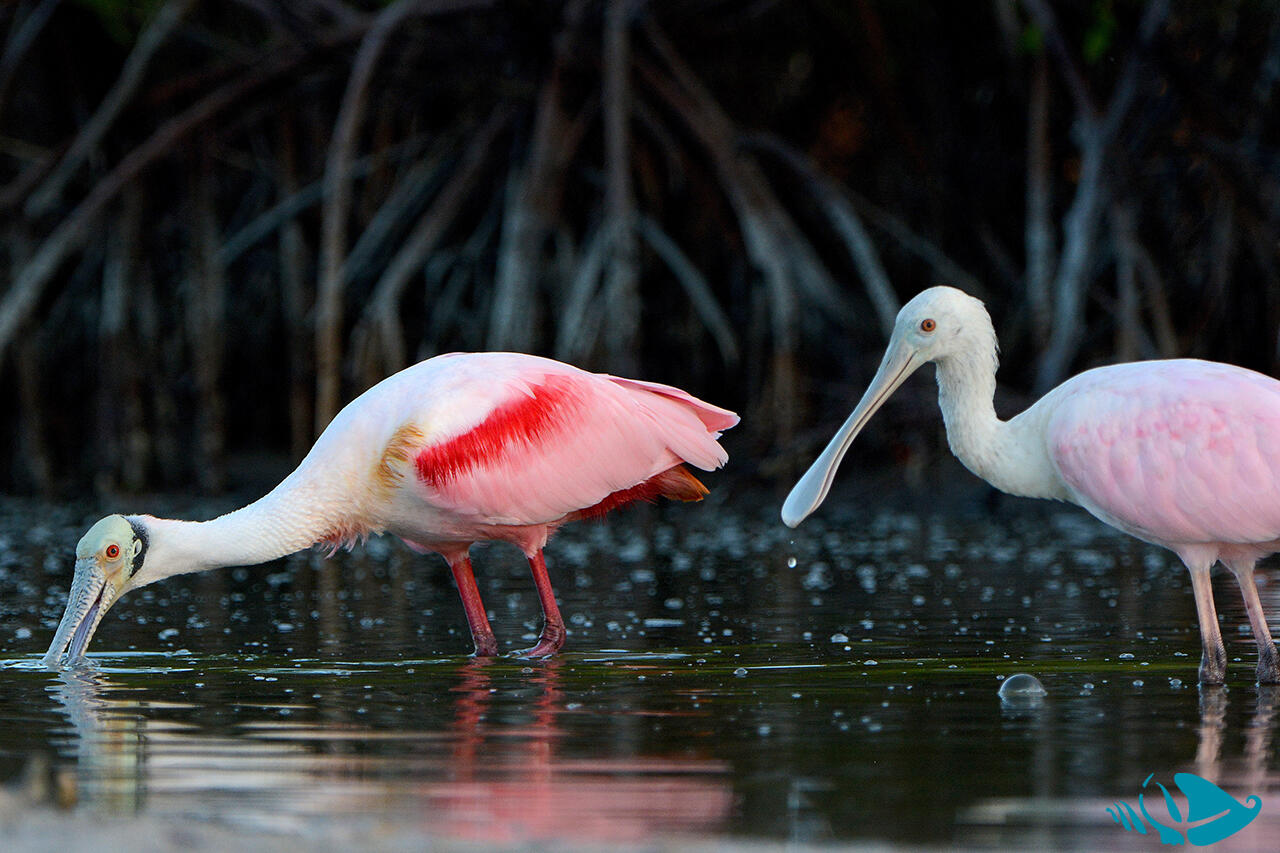 Herons, ibis, and roseate spoonbills, royal terns...rare Florida waterbirds make their home here!