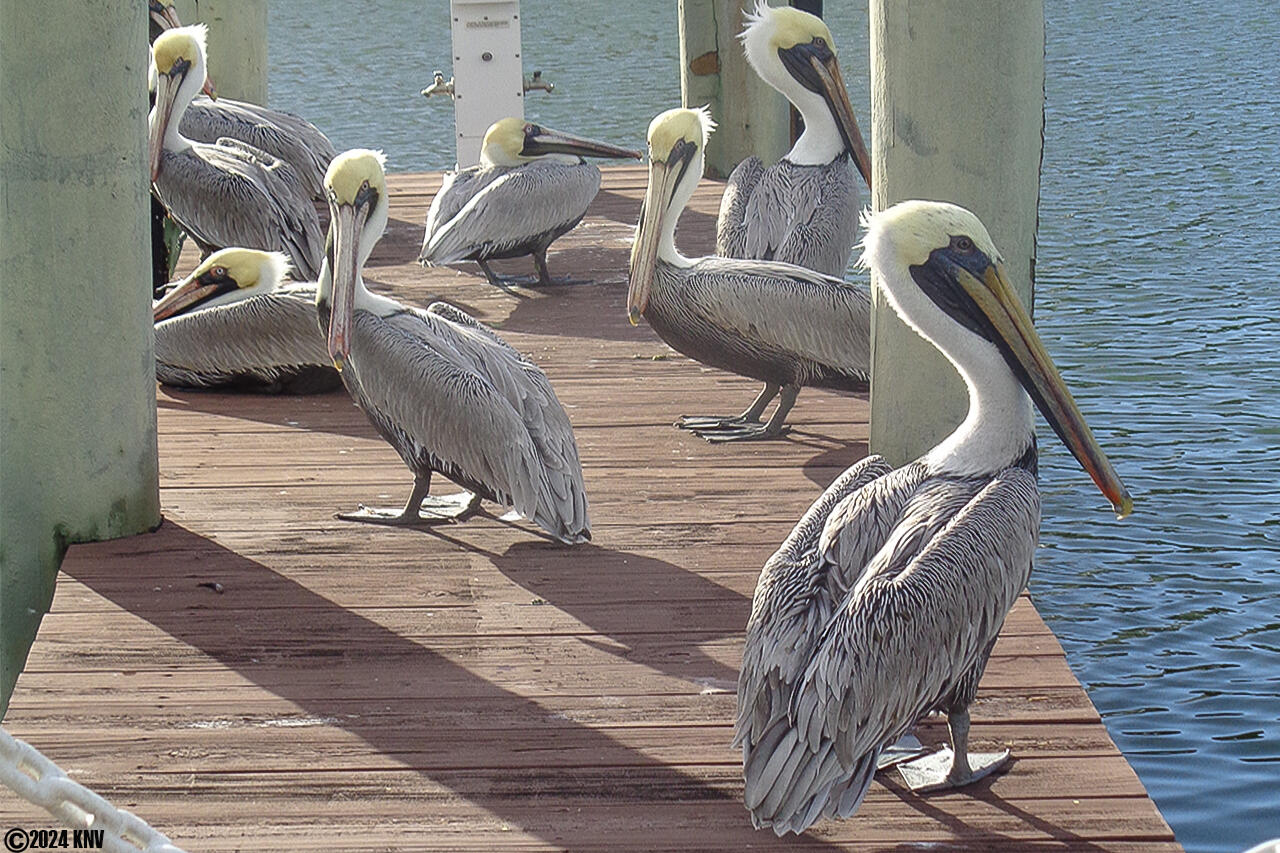 Pelicans, Manatees and Dolphins are all visitors in the Santa Maria Harbour  canal waters.