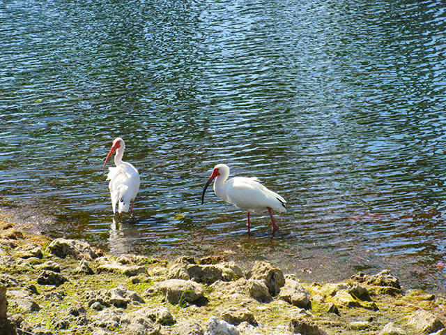 Ibis, spoonbills, egrets...all the rare coastal birds of Florida are here.