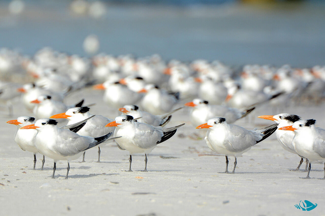 Herons, ibis, and roseate spoonbills, royal terns...rare Florida waterbirds make their home here!