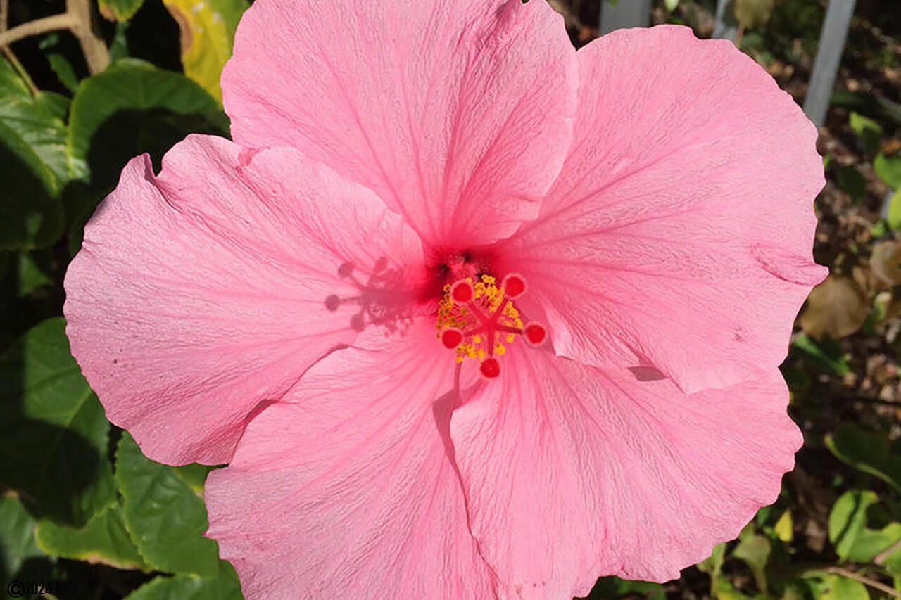 Florida Flora