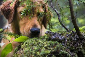 dog with toad