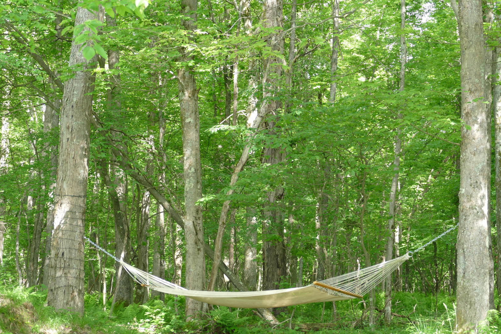 hammock