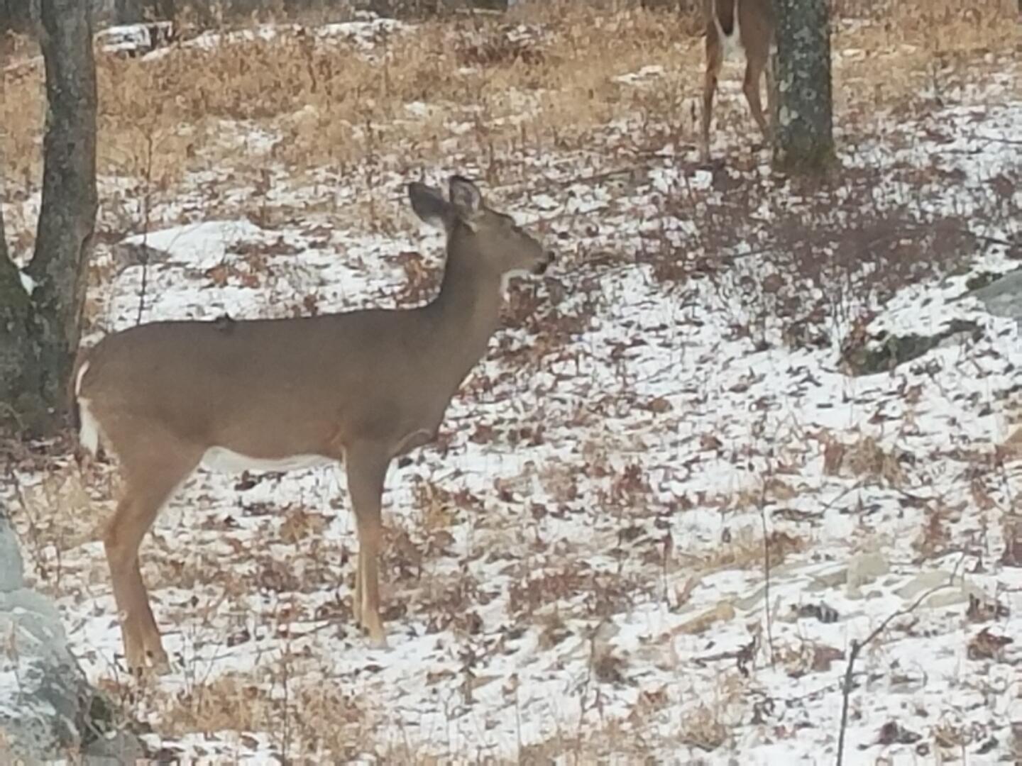 typical wildlife in yard