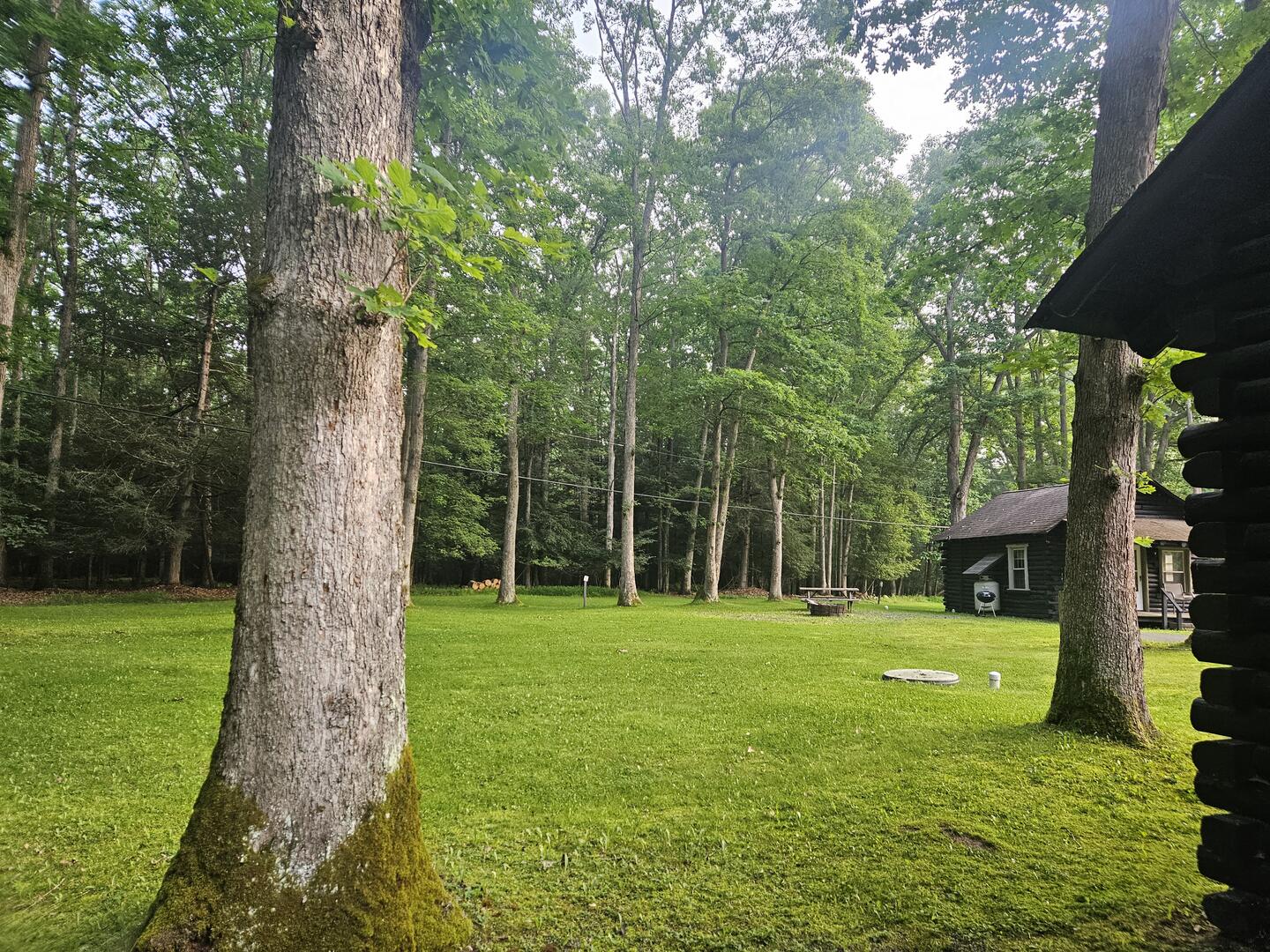 back yard1