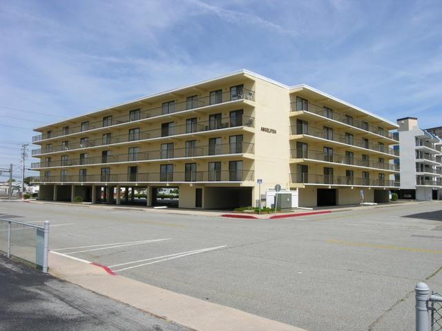 Angelfish 303 | Photo 2