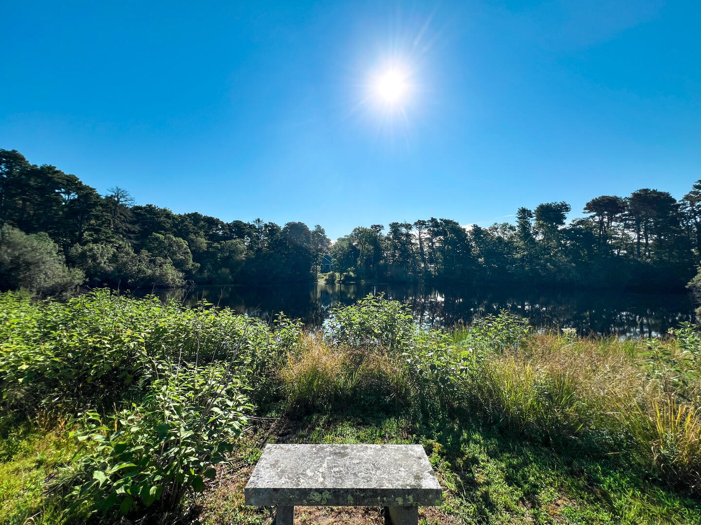 Pond View
