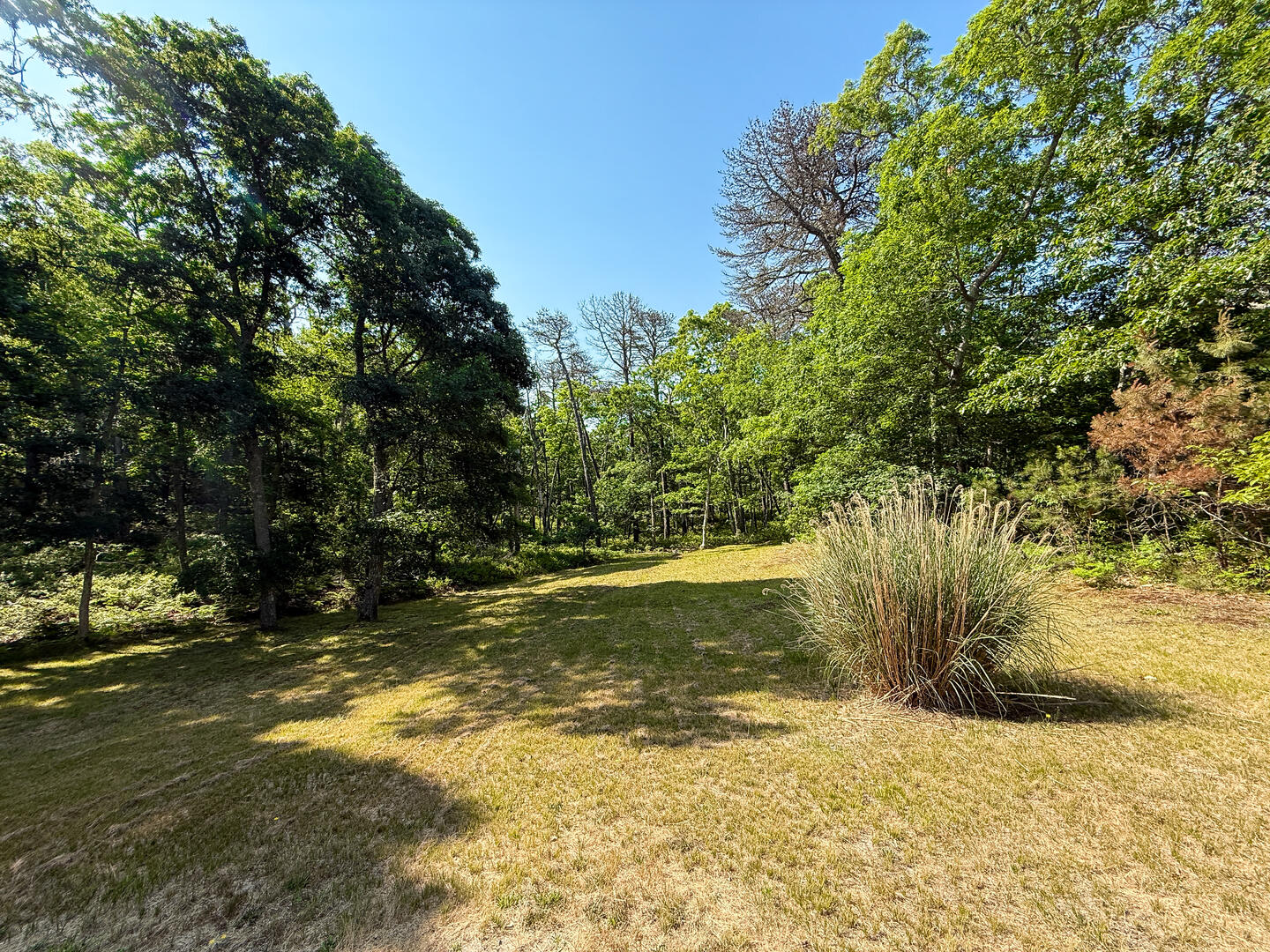 Shared Yard