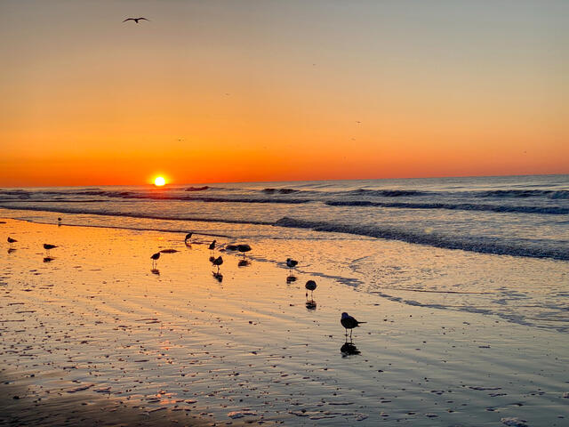 The Shell Too | Photo 40