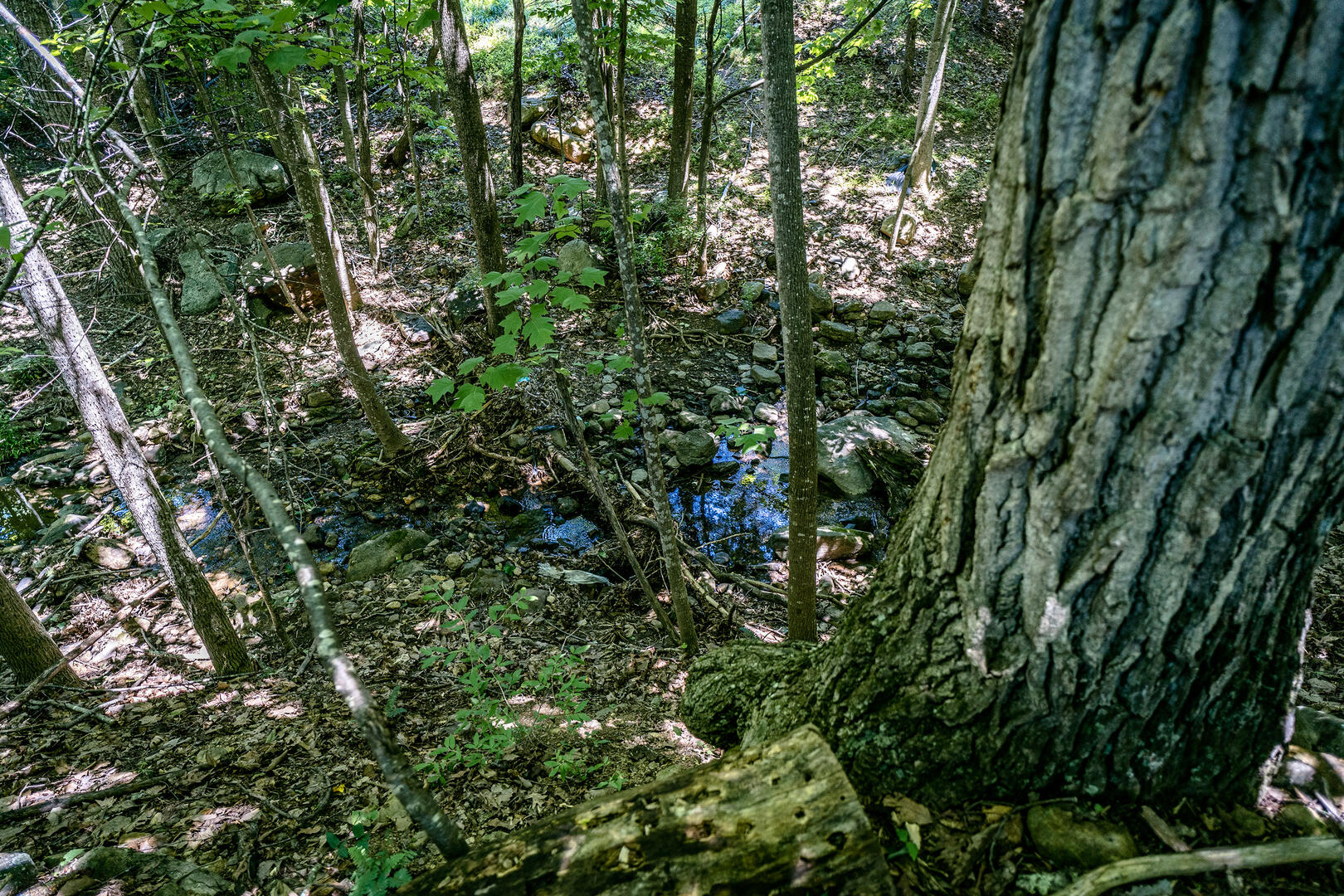 Red Cedar Retreat 45